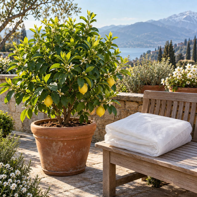 Citronnier en pot aux jeunes pousses vertes au printemps, voile d’hivernage blanc plié sur un banc en bois à côté