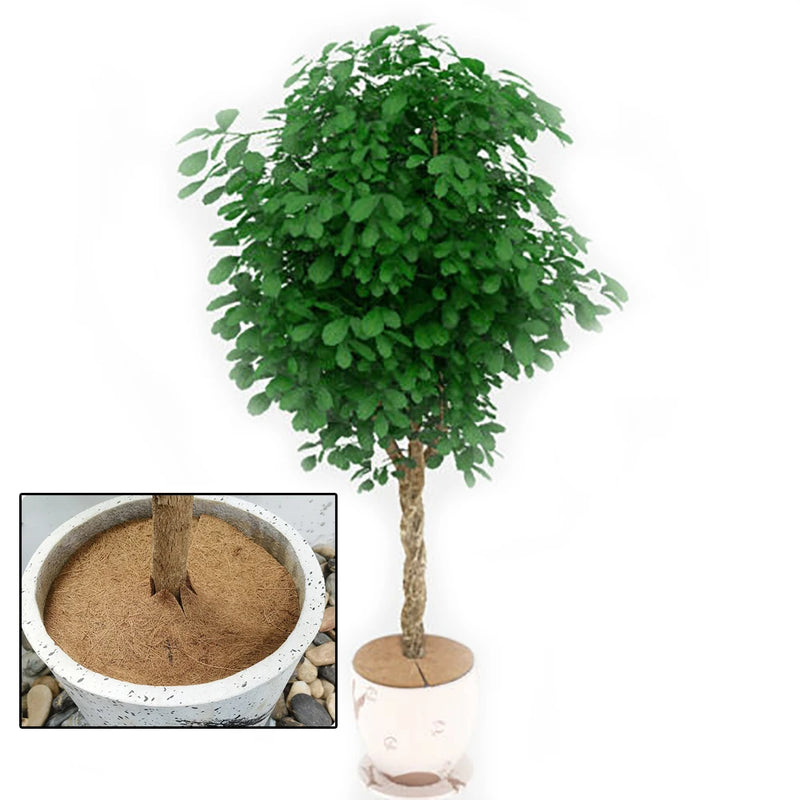 Disque de paillage en fibre de coco pour pot et arbre, de 25 à 40 cm